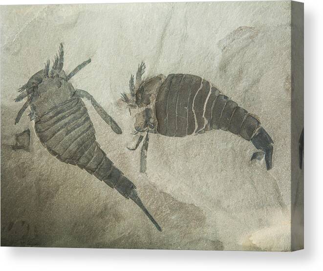 Nature Canvas Print featuring the photograph Sea Scorpion Fossils by Millard H. Sharp
