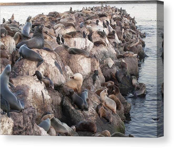 Seals Canvas Print featuring the photograph Seals Sealions and Sea Otters by Derek Dean