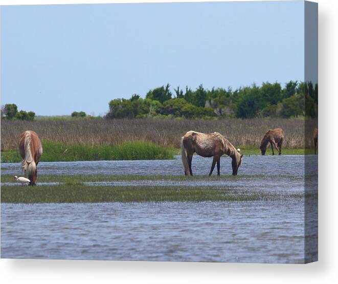 Ocean Canvas Print featuring the photograph Shackleford Ponies 2014 8 by Cathy Lindsey