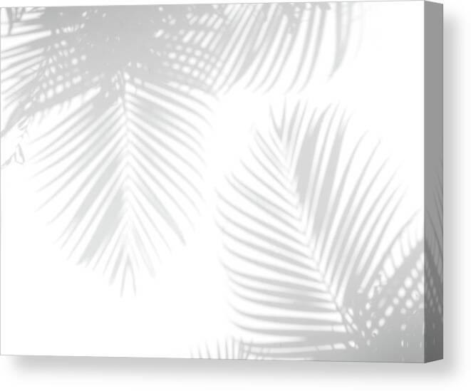 Shadow Canvas Print featuring the photograph Shadow Palm Leaves by Lamyai