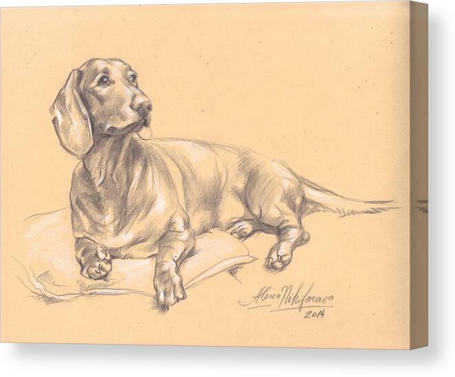 Dachshund Canvas Print featuring the drawing Short-haired dachshund on a pillow by Alena Nikifarava