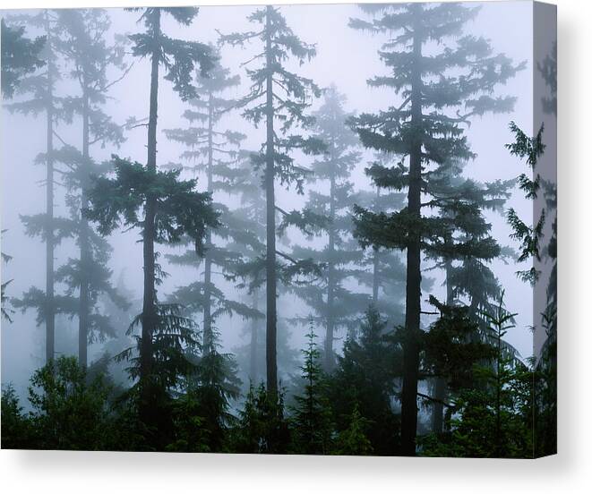 Photography Canvas Print featuring the photograph Silhouette Of Trees With Fog by Panoramic Images