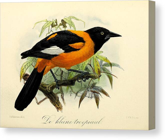 Small Oriole Canvas Print featuring the painting Small Oriole by Dreyer Wildlife Print Collections 