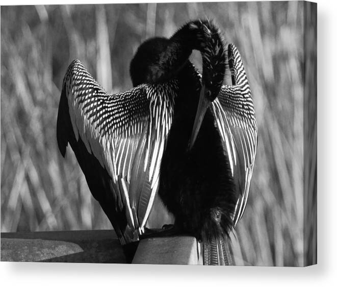 Snake Bird Canvas Print featuring the photograph Snake Bird by Daniel Woodrum