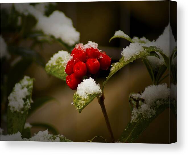 Snow Canvas Print featuring the photograph Snow and Berries by Ron Roberts