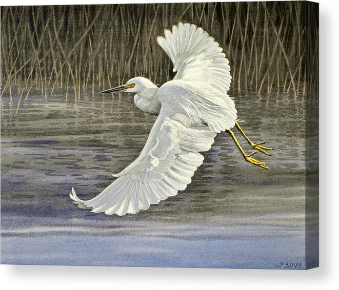 Wildlife Canvas Print featuring the painting Snowy Egret by Paul Krapf