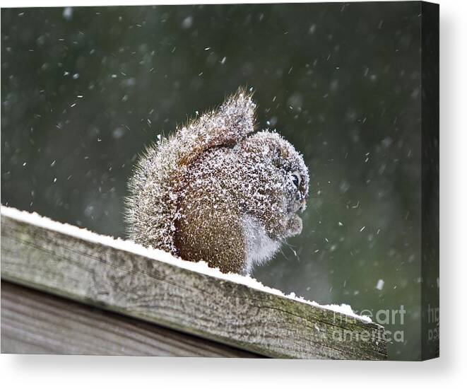 Maine Canvas Print featuring the photograph Snowy Squirrel by Karin Pinkham