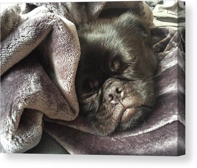 Sleeping Dog Canvas Print featuring the photograph Soundly Sleeping by Paula Brown