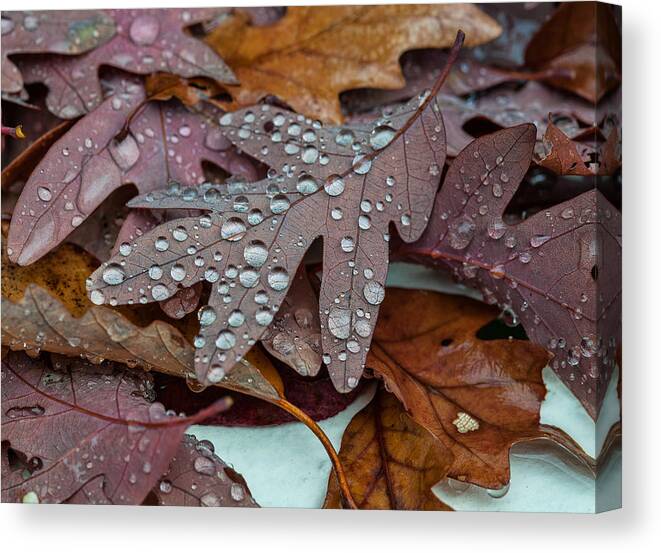 Oak Leaves Canvas Print featuring the photograph Sparkling Oak Leaves by Lara Ellis