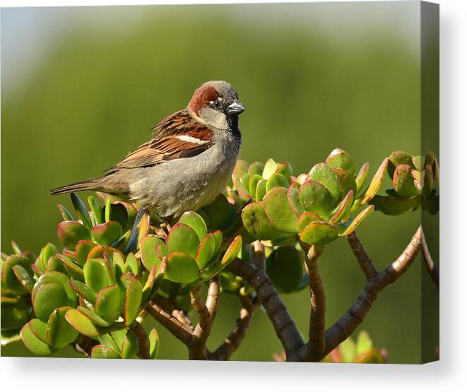 Sparrow Canvas Print featuring the photograph Sparrow Song 2 by Fraida Gutovich