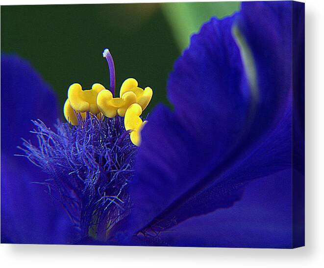 Spiderwort Canvas Print featuring the photograph Spiderwort Up Close by Suzy Piatt