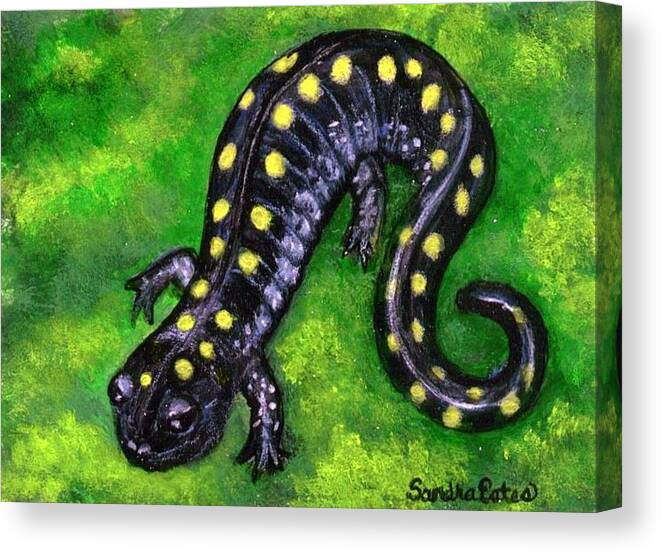 Amphibian Canvas Print featuring the painting Spotted Salamander by Sandra Estes