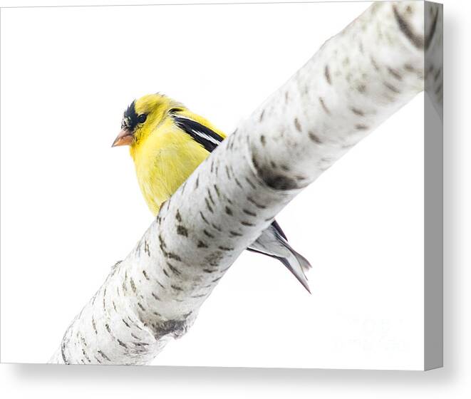 Ornithology Canvas Print featuring the photograph Spring Beauty by Cheryl Baxter