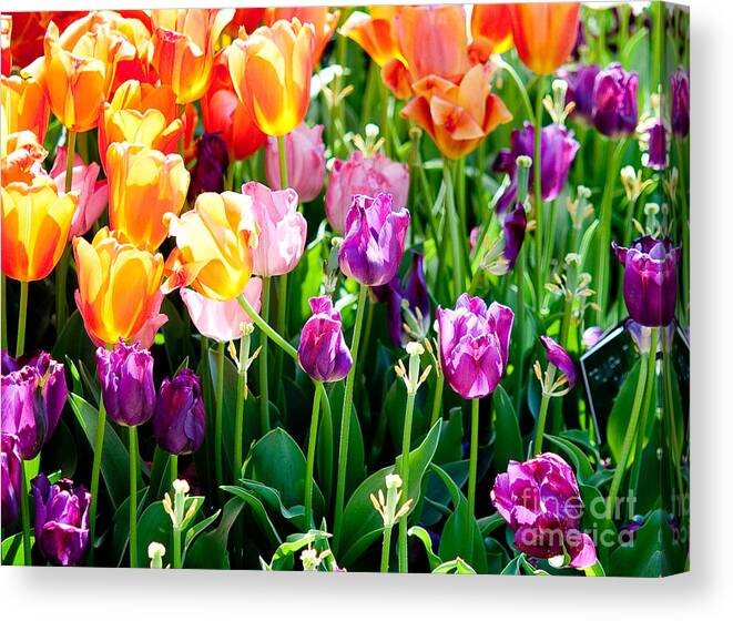 Tulip Canvas Print featuring the photograph Spring Color by Shijun Munns