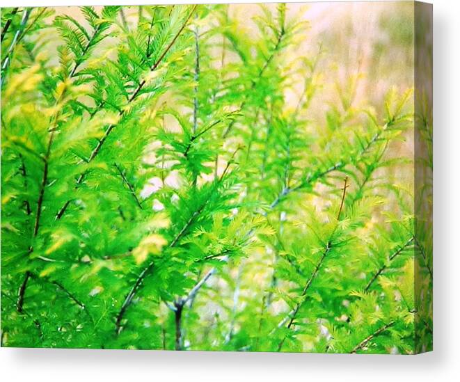 Lovely Bright Canvas Print featuring the photograph Spring Cypress Beauty by Belinda Lee