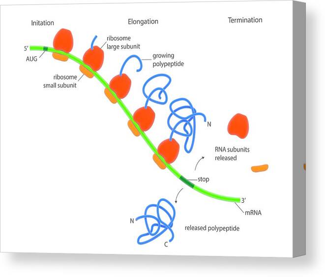 Mrna Canvas Print featuring the photograph Stages Of Protein Synthesis by Science Photo Library