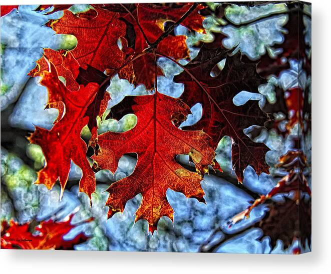 Fall Colors Canvas Print Canvas Print featuring the photograph Stained Glass by Lucy VanSwearingen