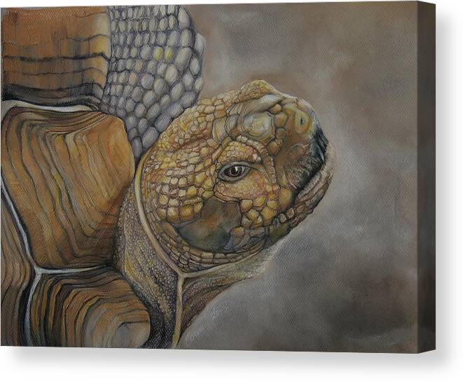 Tortoise Canvas Print featuring the drawing Sulcata by Jean Cormier
