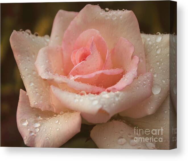 Pink Canvas Print featuring the photograph Summer Wonder by Arlene Carmel