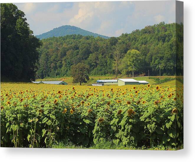 Sunflower Canvas Print featuring the photograph Sunflowers And Mountain View 2 by Cathy Lindsey