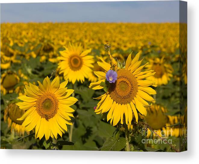 Sunflower Canvas Print featuring the photograph Sunflowers Field by Chris Scroggins