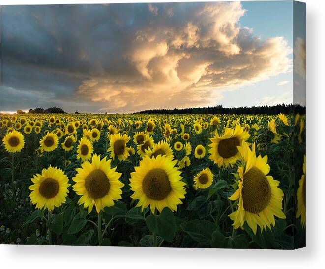 Sunflower Canvas Print featuring the photograph Sunflowers In Sweden. by Christian Lindsten