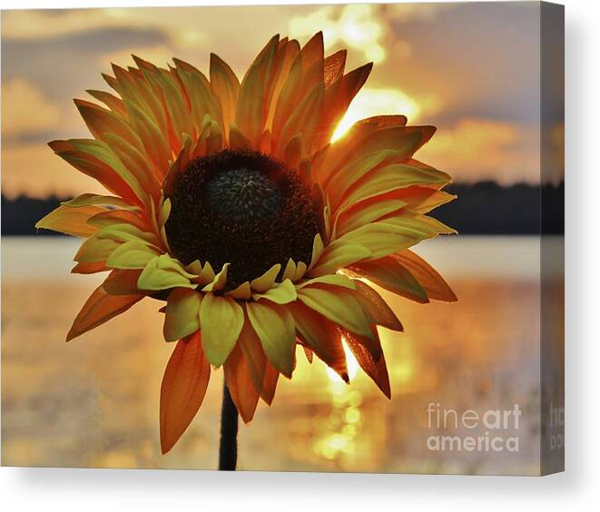 Maine Canvas Print featuring the photograph Sunset Flower by Karin Pinkham
