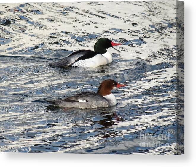 Common Merganser Canvas Print featuring the photograph Swimming In Silver by Gayle Swigart