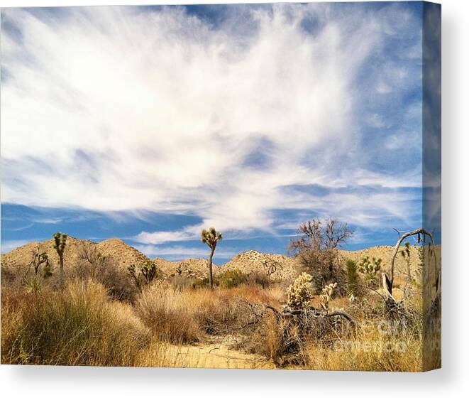 Yucca Valley California Canvas Print featuring the photograph Joshua Beauty by Angela J Wright