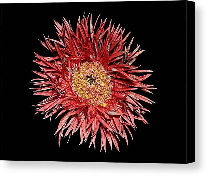 Flower Canvas Print featuring the photograph The Big Picture by Russell Brown