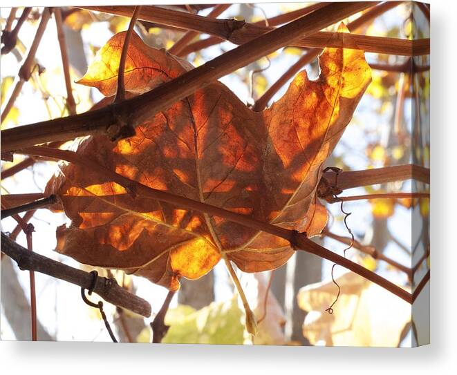 Brown Canvas Print featuring the photograph The Color of Fall by Derek Dean