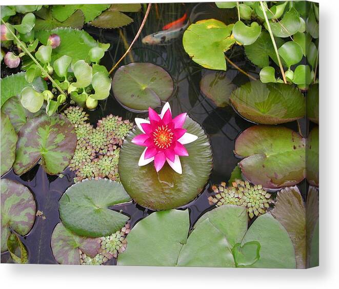 Waterlily Canvas Print featuring the photograph The Garden Pond by Mike Kling