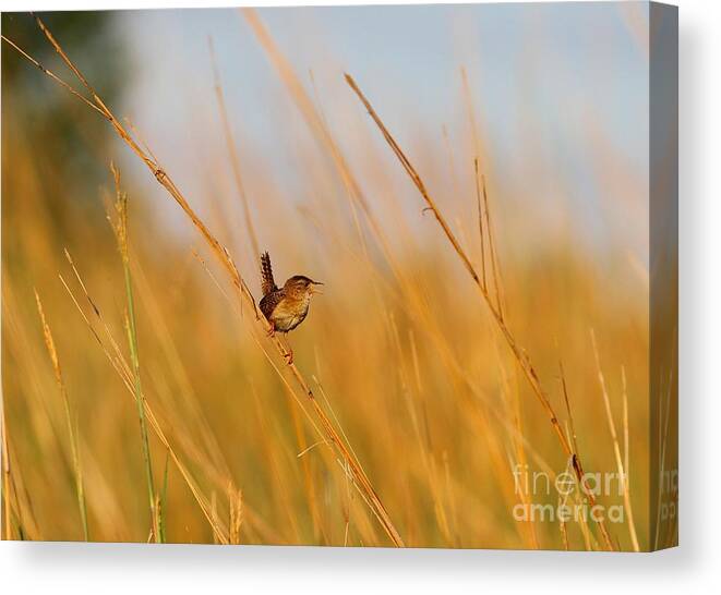 House Wren Canvas Print featuring the photograph The Sweetest Song by Elizabeth Winter