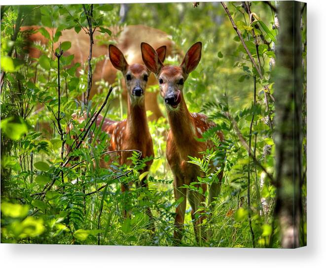 Whitetail Canvas Print featuring the photograph The Twins by Larry Trupp