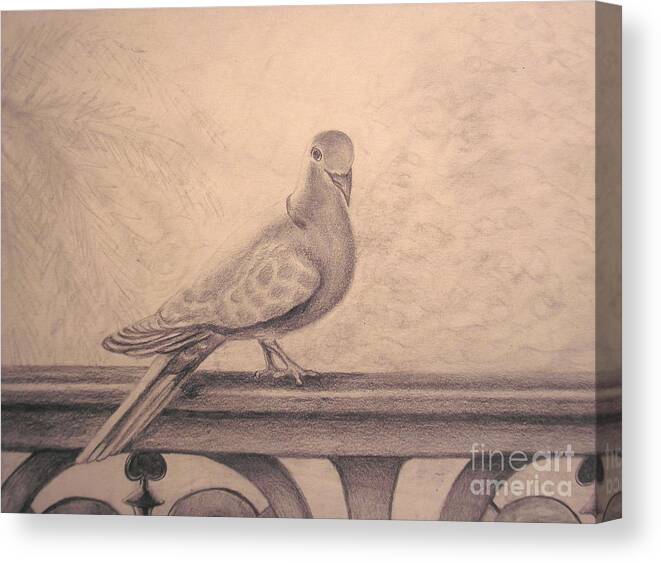 Morning Dove Canvas Print featuring the drawing The Visitor by Sara Antonino