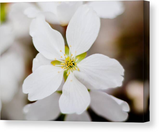 Flower Canvas Print featuring the photograph The White Flower by Jonny D