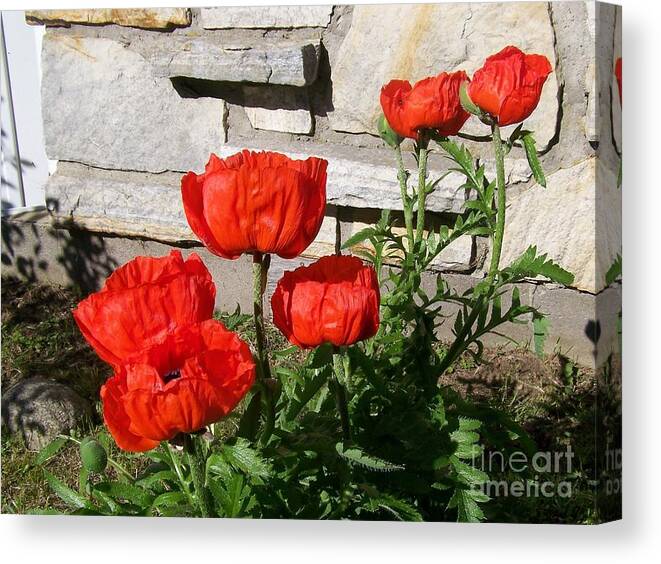 Poppies Canvas Print featuring the photograph The whole litter.... by Jackie Mueller-Jones