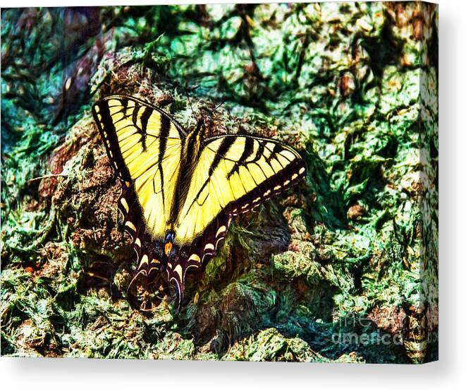 Butterfly Canvas Print featuring the photograph Tiger Swallowtail Butterfly by Jim Lepard