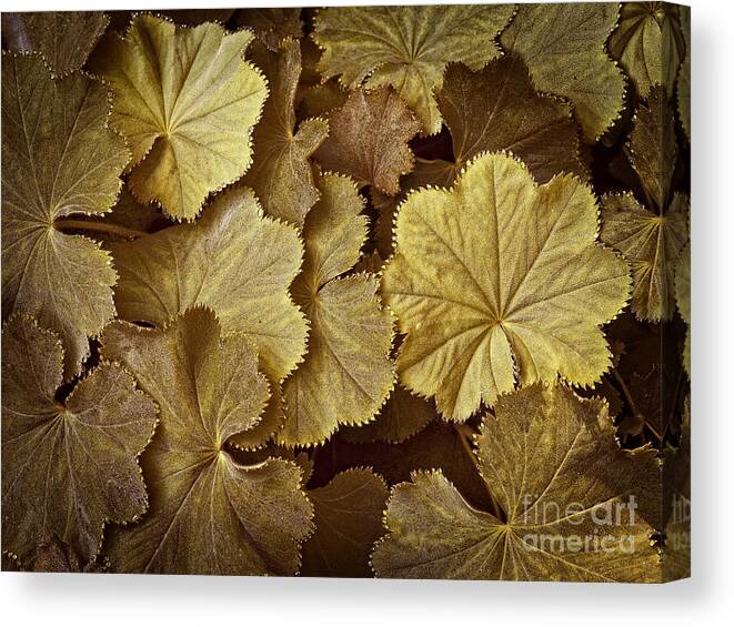 Lee Craig Canvas Print featuring the photograph Toasted Ladys Mantle by Lee Craig