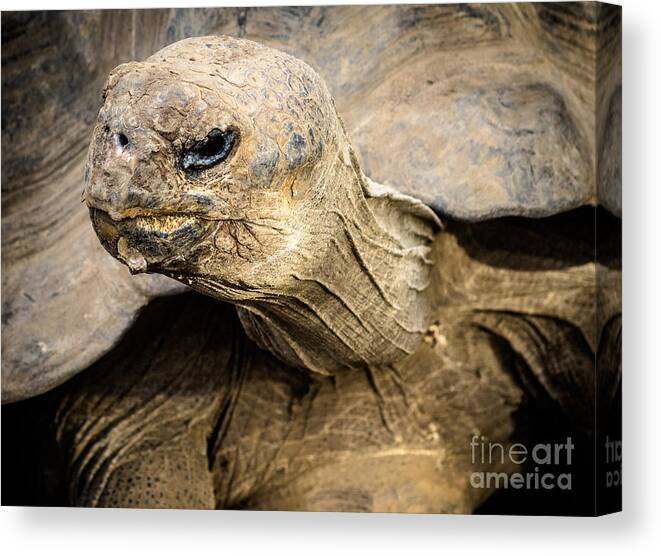 Tortoise Canvas Print featuring the photograph Tortoise by Imagery by Charly