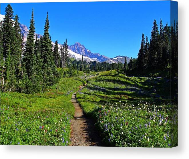 Trail Canvas Print featuring the photograph Trail to Mazama Ridge by Lynn Hopwood