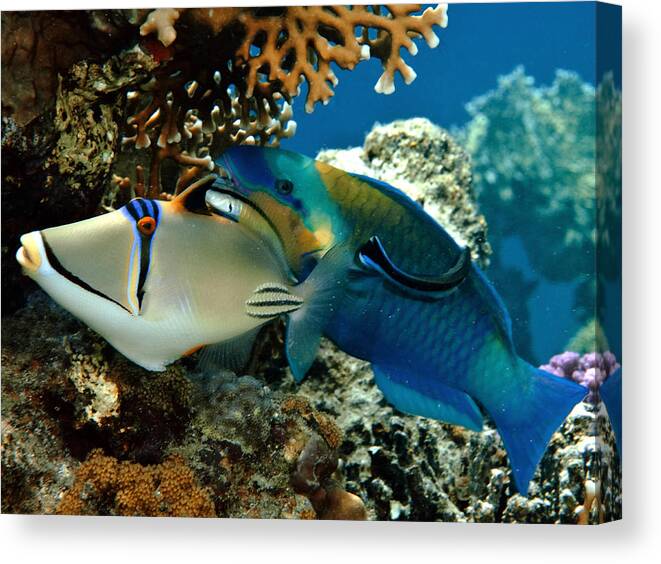 Underwater Canvas Print featuring the photograph Trigger Fish And Parrot Fish In Water by Photo Acqua E Luce Di Mauro Mainardi
