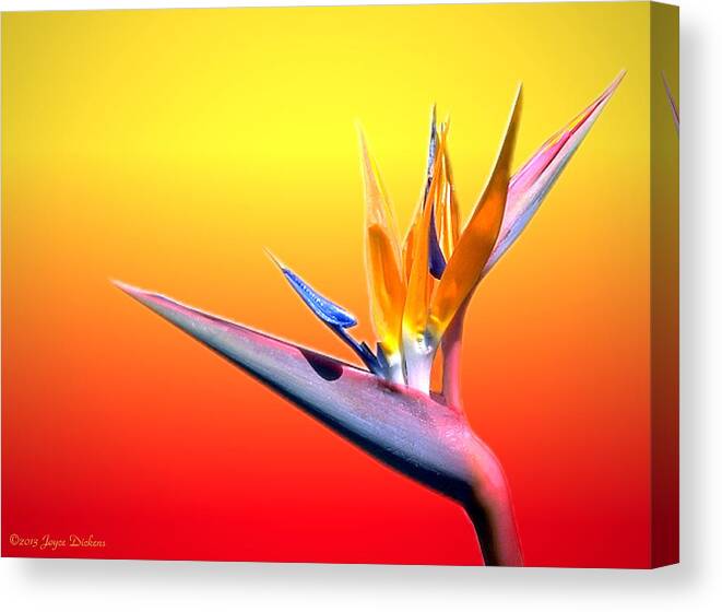 Tropical Canvas Print featuring the photograph Tropical Beauty by Joyce Dickens