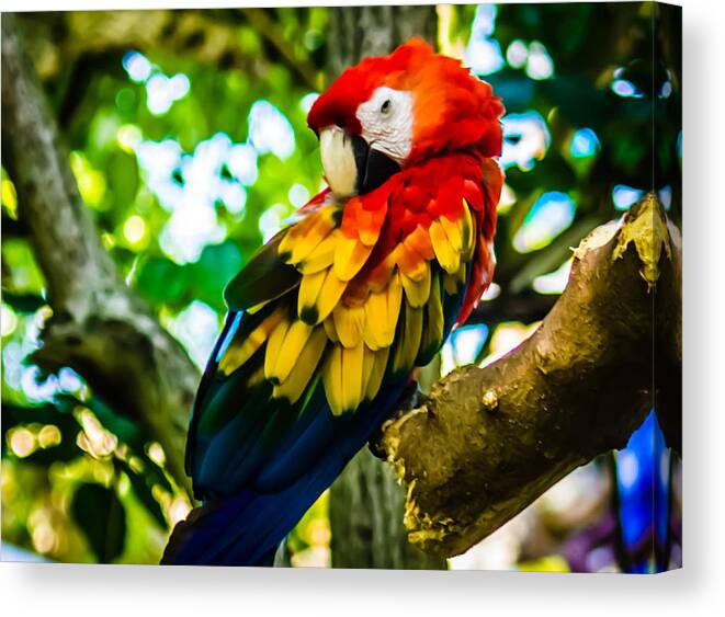 Tropical Canvas Print featuring the photograph Tropical Bird by Sara Frank