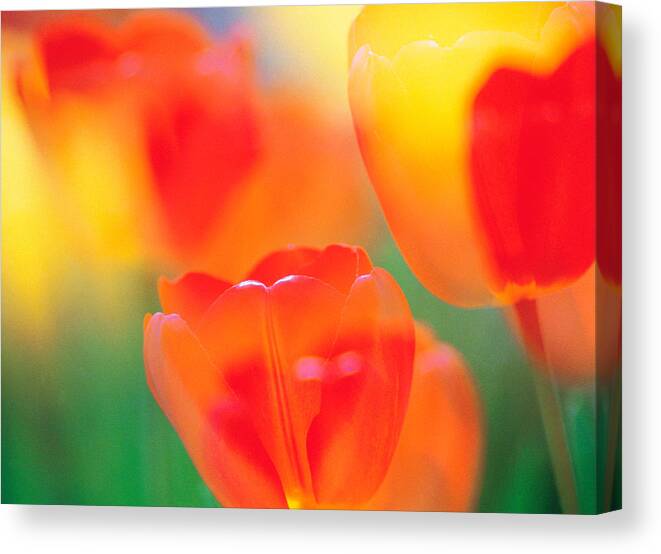 Photography Canvas Print featuring the photograph Tulip Flowers by Panoramic Images