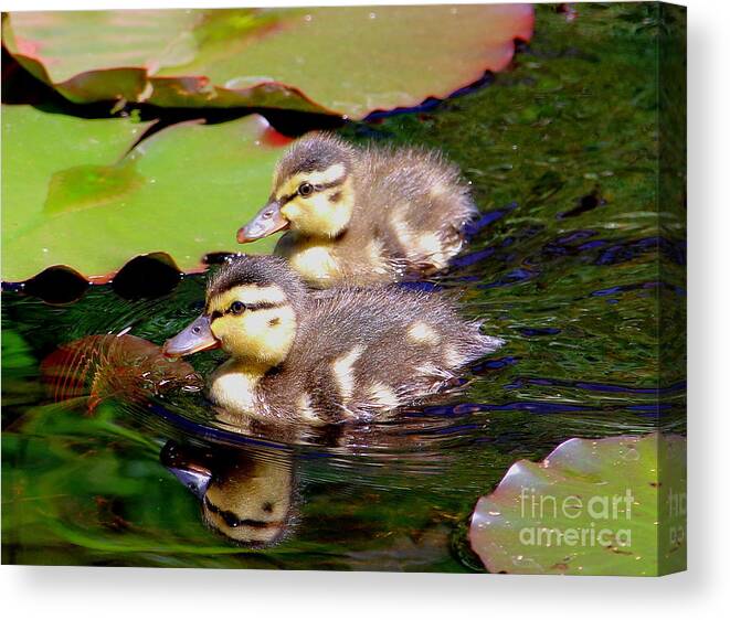 Ducklings Canvas Print featuring the photograph Two Ducklings by Amanda Mohler