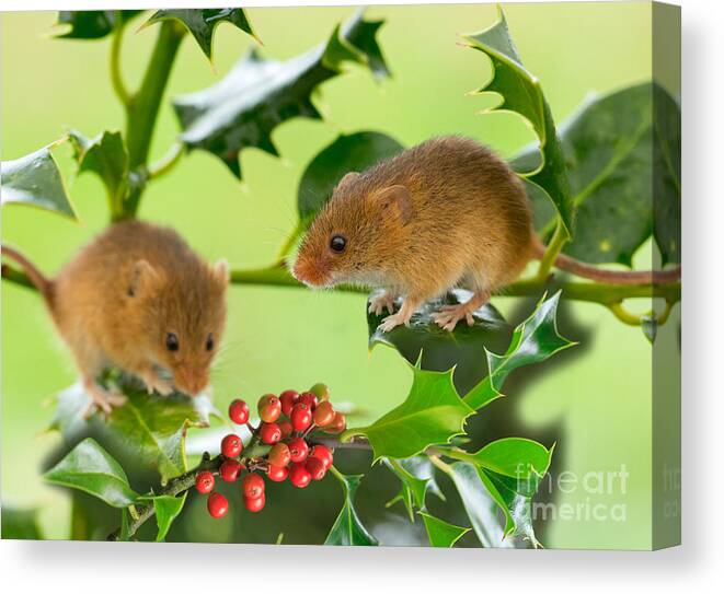Mouse Canvas Print featuring the photograph Two Harvest Mice at Christmas by Louise Heusinkveld