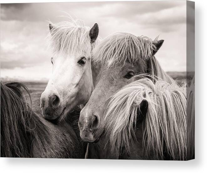 Horses Canvas Print featuring the photograph Two icelandic horses sepia photo by Matthias Hauser
