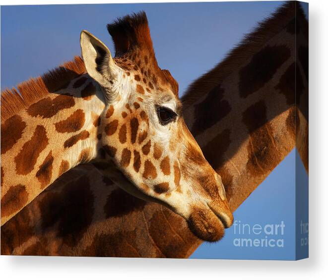 Rotschild Canvas Print featuring the photograph Two Rothschild Giraffes by Nick Biemans