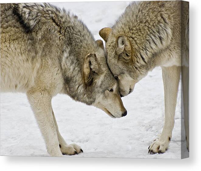 Wolf Canvas Print featuring the photograph Two Wolves In A Staredown by Gary Slawsky